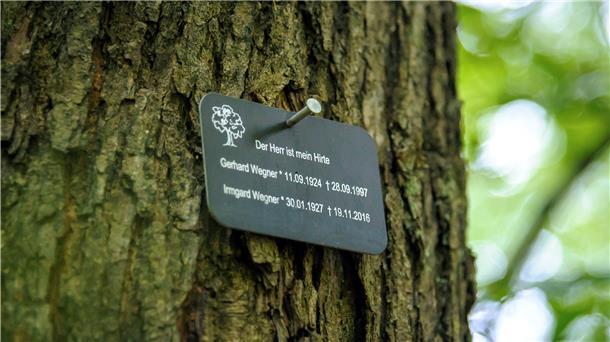Letzte Ruhe unter Bäumen: Bestattung im Friedwald