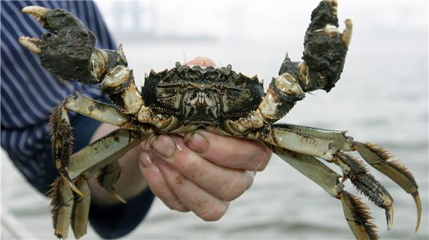 Klimawandel: Mehr Fische in der Nordsee