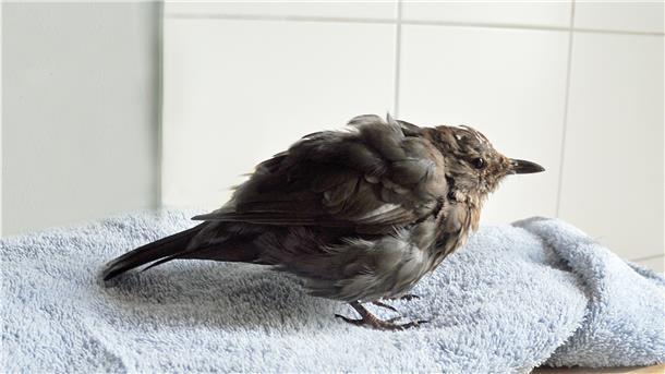 Eine Amsel sitzt auf einem Handtuch.
