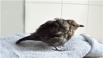 Eine Amsel sitzt auf einem Handtuch.