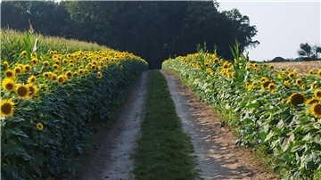 Weg mit Sonnenblumenfeldern am Rand