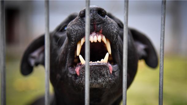 Pitbull bleibt verschwunden