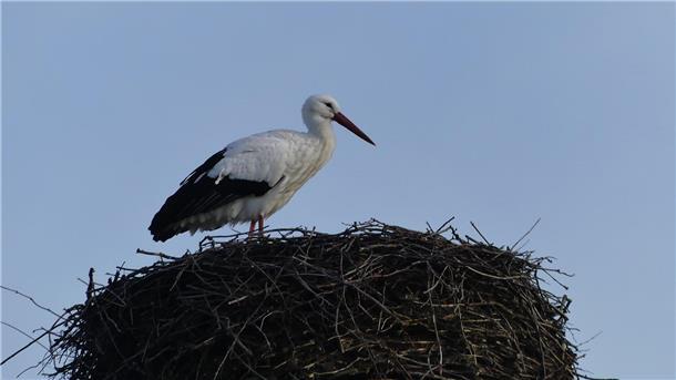 Der erste Storch ist zurück in Sievern.