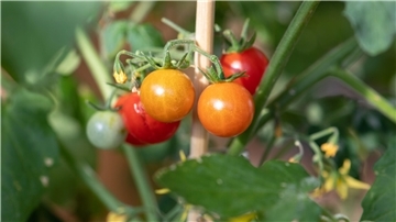 Tomaten wachsen im Garten. Für sie gibt es auch überraschende Verwendungsmöglichkeiten.