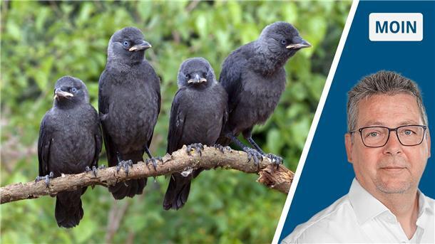 Eine Dohle als Kolibri? Rabenvögel beweisen Cleverness Eine Dohle als Kolibri? Rabenvögel beweisen Cleverness