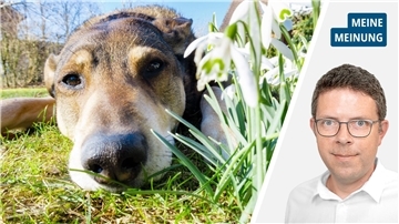 Die Collage zeigt links einen Hund, der auf einer Wiese liegt und rechts einen Mann mit Brille und weißem Hemd.