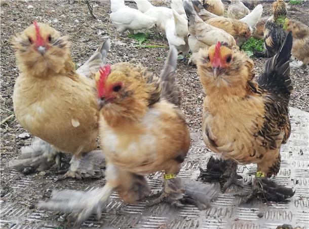 Zwerghühner in einer Gärtnerei in Debstedt