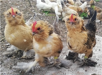 Zwerghühner in einer Gärtnerei in Debstedt
