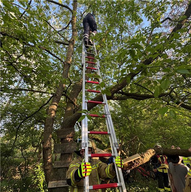 Ein Elfjähriger kletterte im Loxstedter Schulwald auf einen Baum – und blieb in sieben Metern Höhe in der Krone stecken. Die Feuerwehr befreite ihn unverletzt mit einer Leiter.