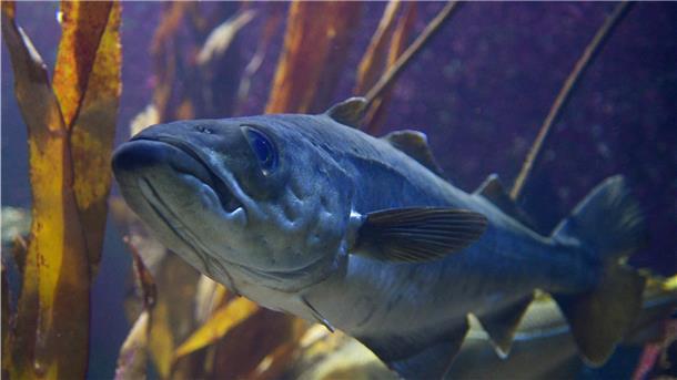 Ein Fisch im Aquarium.