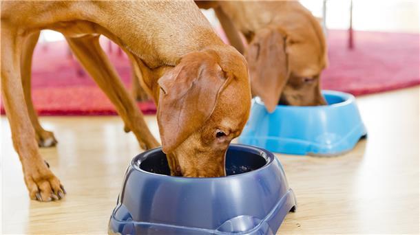 Zwei Hunde fressen aus ihren Näpfen.