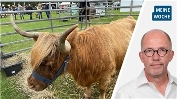 Highland-Rind mit großen Hörnern auf der Tierschau in Nordenham. 