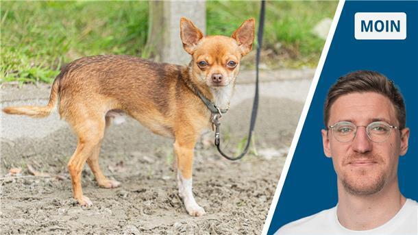 Arroganz-Anfall bei den Elmloher Reitertagen Chihuahua