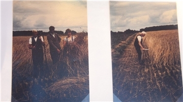 Vom Getreideacker zum Baugebiet „Zum Fahnenholz“ Die Collage zeigt zwei alte Fotos der Getreideernte. Links stehen zwei Männer und eine Frau und posieren für die Kamera, rechts ist ein Mann mit der Sense bei der Ernte zu sehen.