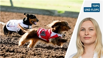Zweigeteiltes Bild: Links zwei kleine Hunde; rechts junge Frau mit blonden Haaren.