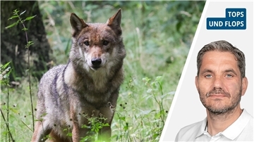 Ein Wolf im Unterholz und Autor Lars Brockbalz