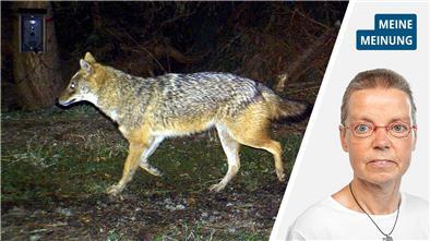 Stopp des Wolfsabschusses: So taugt das Verfahren nichts Stopp des Wolfsabschusses: So taugt das Verfahren nichts
