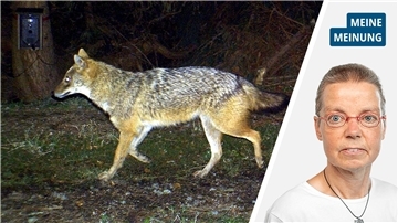 Stopp des Wolfsabschusses: So taugt das Verfahren nichts Stopp des Wolfsabschusses: So taugt das Verfahren nichts
