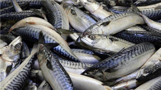 Aufgetaute Makrelen liegen bei einem Fischerverarbeiter in Valluhn.