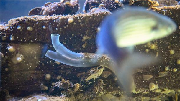 5 Dinge, die Sie noch nicht über den Zoo am Meer wussten 5 Dinge, die Sie noch nicht über den Zoo am Meer wussten