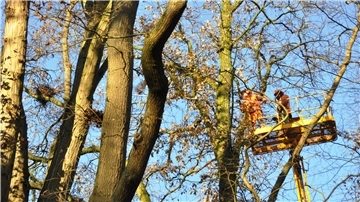 Bis Ende Februar hat der Bauhof Zeit, um in den Randbereichen des Friedeburgparks Krähennester zu beseitigen. Auch in der Parkmitte darf er tätig werden – wenn es aus Schallschutzgründen erforderlich ist.