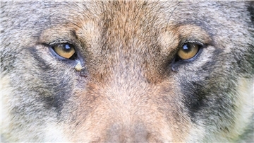 Wolf Symbolfoto