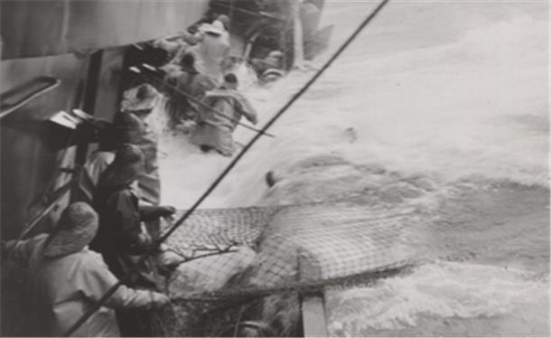 Bis zu den Hüften im eisigen Wasser: Hochseefischer Hans Crueger (85) hat das als junger Mann selbst erlebt. Für uns hat er Fotos einer Fangfahrt im Nordatlantik von 1954 erläutert. Das alte Fotoalbum und der rüstige Kapitän a. D.: Ein multimediales Dokument der maritimen Geschichte Bremerhavens - zum Lesen, Sehen und Hören.