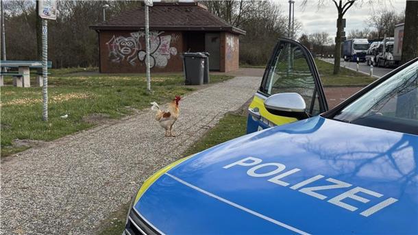 Bisher stellte Hahn Hermann keine Gefahr für den Straßenverkehr dar.