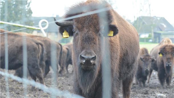 Bisons sind zwar nicht angriffslustig, aber auch nicht ungefährlich. Der Zaun um ihre Weide ist deshalb stabil und mit Strom gesichert.