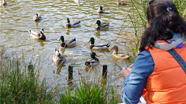 Bitte nicht füttern: Die Ansammlung von Vögeln an den Futterplätzen begünstigt nach Angaben des BUND die Übertragung von Krankheiten wie der Vogelgrippe von Vogel zu Vogel.