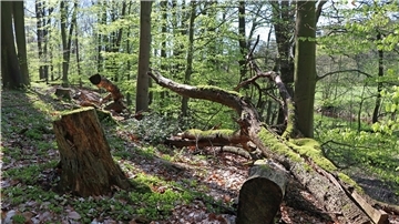 Bizarr und verwunschen, fast wie ein Märchenwald, präsentiert sich die Landschaft rund um die Oste. Es ist zu sehen, dass das Ostetal ein wertvolles Biotop ist.