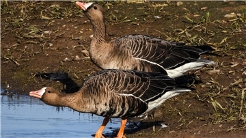 Blässgänse.