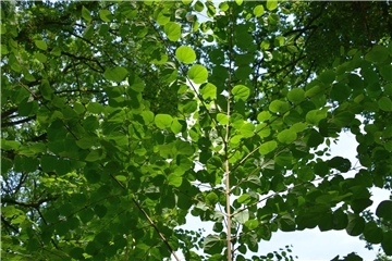 Ein Baum mit grünen Blättern.