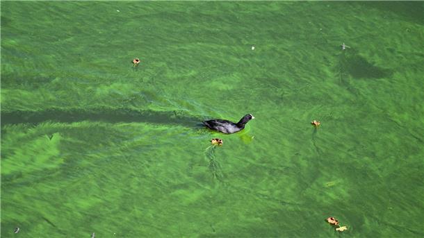 Blaualgen-Warnung für zwei Seen in Hannover Blaualgen können unter anderem die Haut reizen oder Atemnot auslösen. (Illustration)