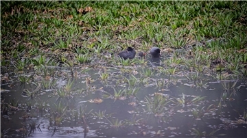 Wasservögel im See mit viel Bewuchs
