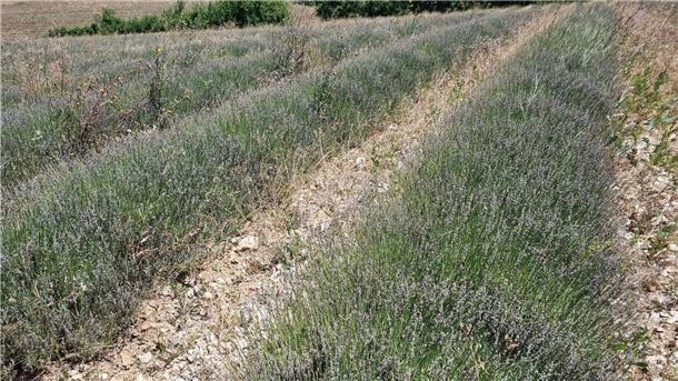 Raupe frisst Lavendel: Verband sieht enorme Einbußen Blick auf ein von Raupen geschädigtes Lavendelfeld in Frankreich.
