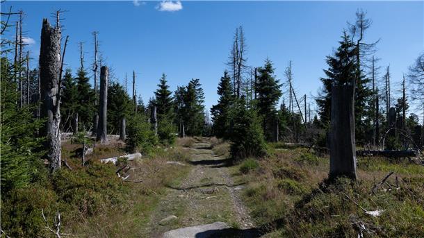 Nationalpark Harz: Vorbereitungen abgeschlossen Blick auf einem Wanderweg am Brockenfeldmoor bei Torfhaus im Harz.