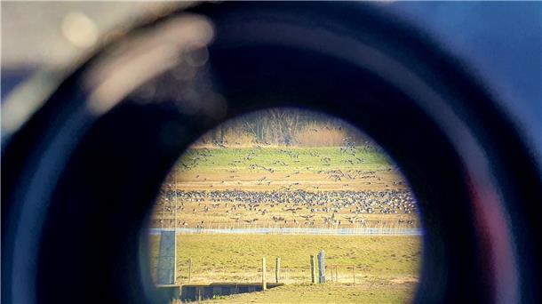 Blick durchs Spektiv: Das EU-Vogelschutzgebiet „Luneplate“ hat herausragende Bedeutung als Rastgebiet für nordische Gänse, Schwäne und Watvögel.