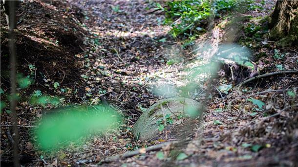 Blick in den Reinkenheider Forst.