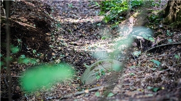 Blick in den Reinkenheider Forst.