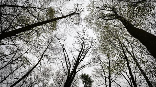 Niedersächsischer Wald zählt zu den gesündesten im Land Blick in die Kronen von einem Buchenwald bei Göttingen.