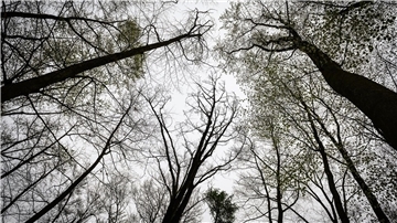 Niedersächsischer Wald zählt zu den gesündesten im Land Blick in die Kronen von einem Buchenwald bei Göttingen.
