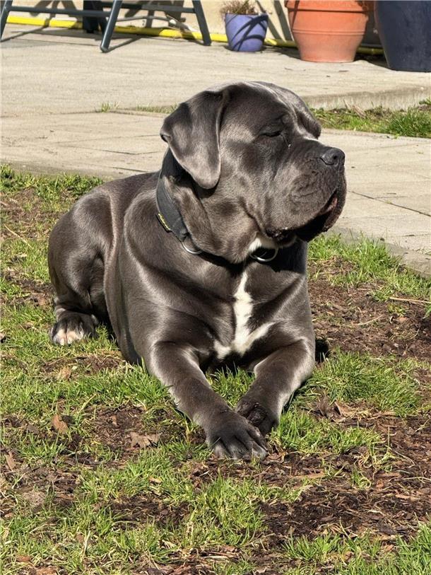 Blue, ein 2,5 Jahre alter Cane Corso Rüde aus Nordenham.