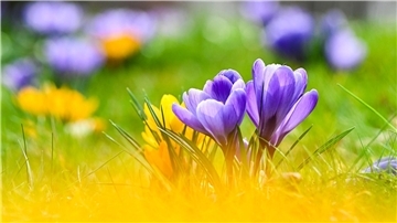Blühende Krokusse und Sonne zum Frühlingsstart.