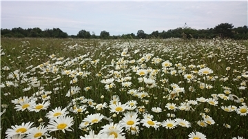 Blühende Margeritenwiesen sind nur ein Highlight auf dem Weg von der Pipinsburg durchs Dorumer Moor.