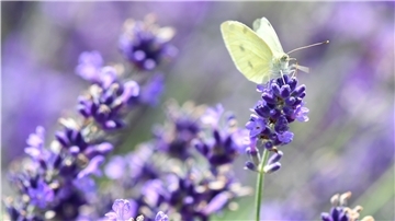 Blühinseln an den Wegrändern bieten vielen Insekten Nahrung.