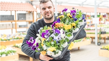 „Blumen Peters“-Marktleiter Michel Burkhardt in Bohmsiel sortiert bunte Stiefmütterchen für den Verkauf.
