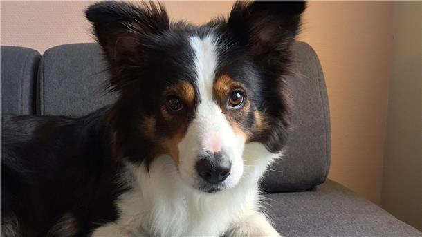 Border Collies können sich Begriffe zwei Jahre lang merken Boder Collie Whisky zeigt eines seines Spielzeuge.