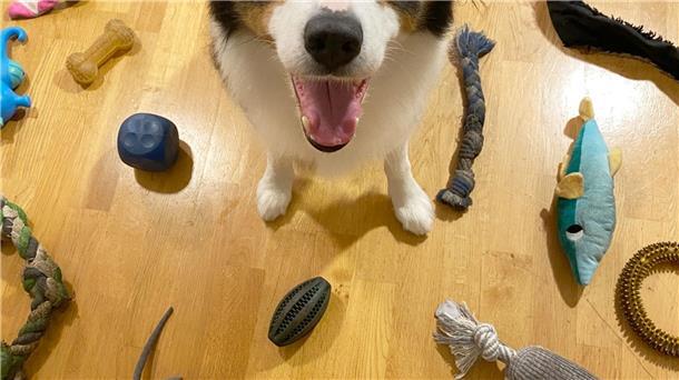 Border Collies können sich Begriffe zwei Jahre lang merken Boder Collies wie Whisky gelten als besonders lerneifrig und gelehrig.