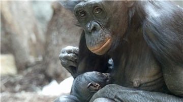 Bonobo-Weibchen „Nayoki“ mit ihrem Jungtier im Frankfurter Zoo.